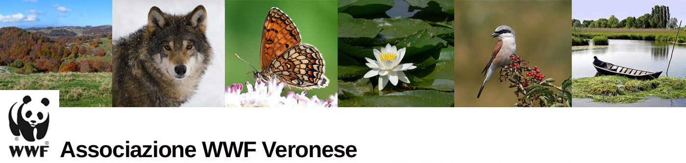 WWF Veronese