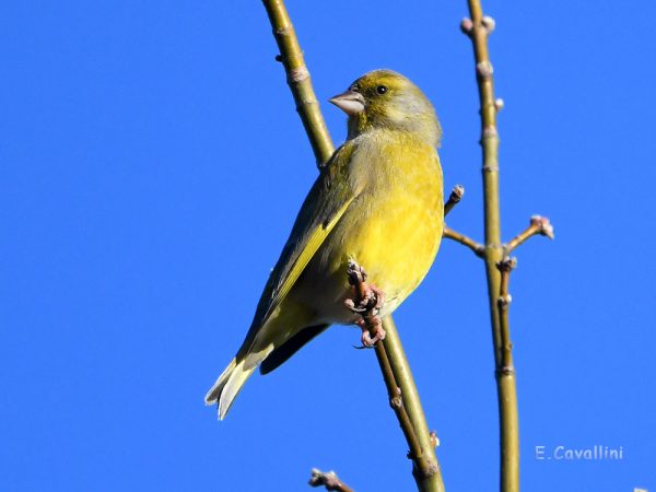 fauna selvatica, uccello verdone