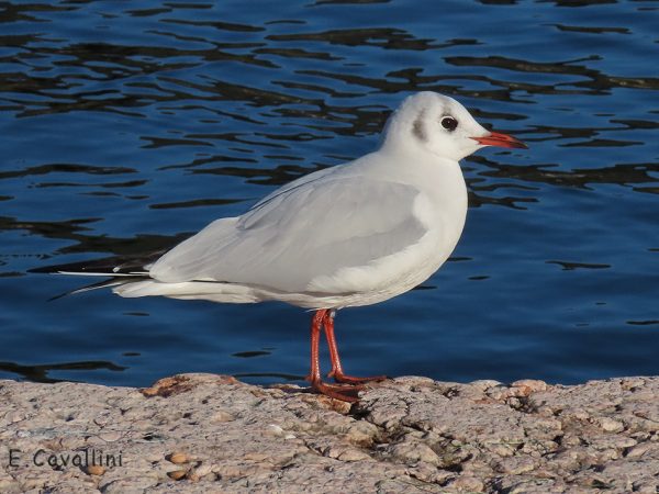 Gabbiano comune