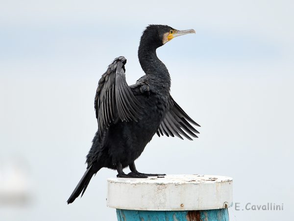 Cormorano