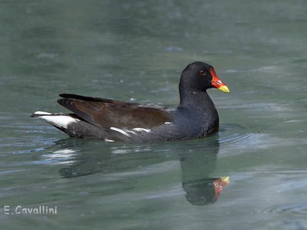 Gallinella d'acqua