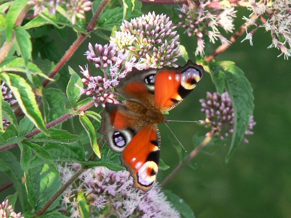 Aglais io