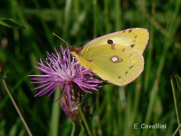 Colias sp