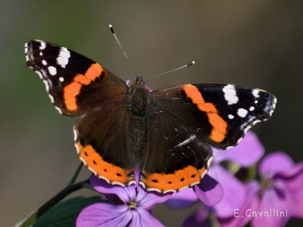 Vanessa atalanta