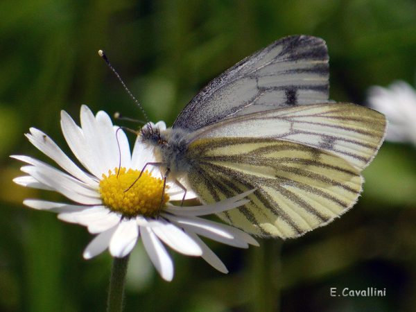 Pieris napi