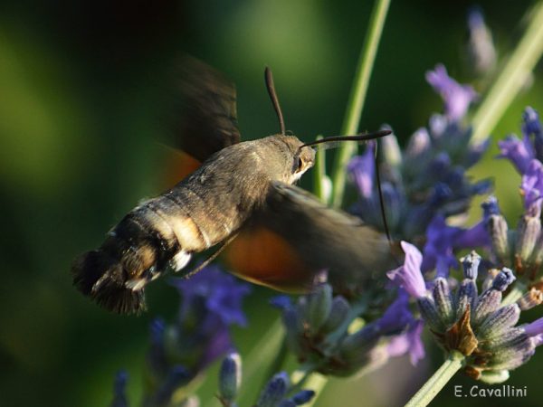 Macroglossum stellatarum