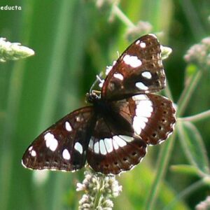 Limenitis reducta 📷  Ernesto Cavallini