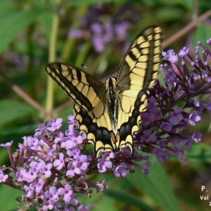 Papilio machaon 📷  Ernesto Cavallini