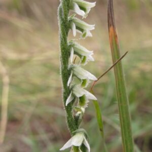 Spiranthes spiralis 📷  Ernesto Cavallini