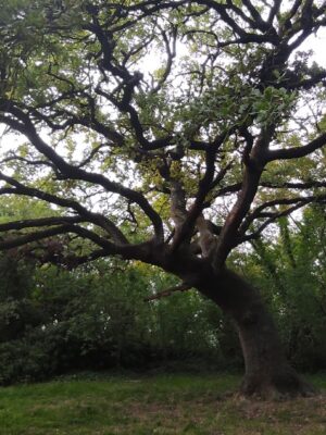 Grandi alberi