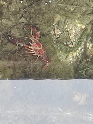 Procambarus clarkii