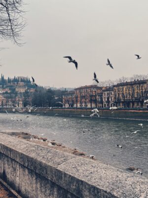 FIume Adige coi gabbiani a Verona