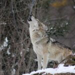 wolf, howling, animal-1992716.jpg