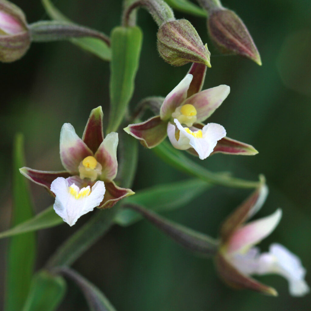 fioritura di Epipactis palustris