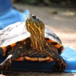trachemys una delle specie aliene invasive di palude