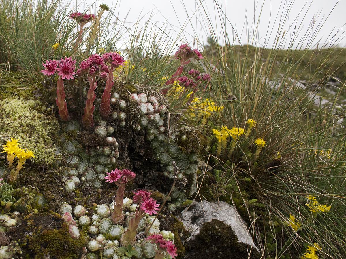 Fioriture primaverili in lessinia