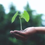 Mano che sorregge piantina per la giornata della Terra 2022