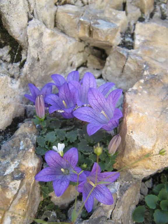 Campanula del Moretti sulla Roda di Vaèl