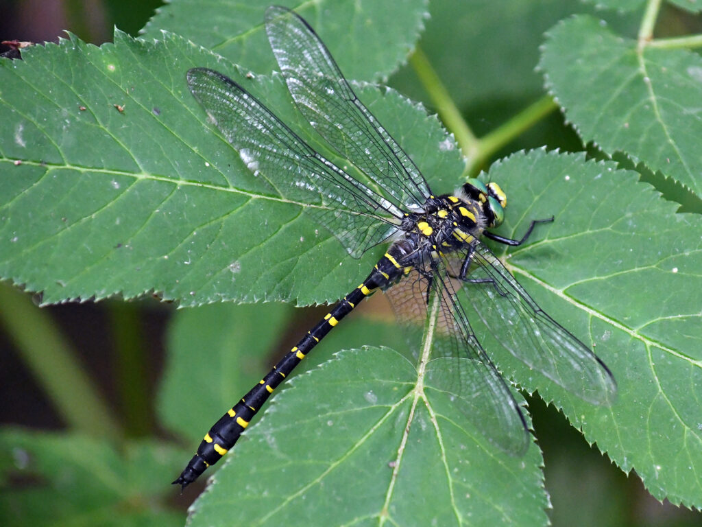 Cordulegaster boltonii, una delle libellule in Val Borago