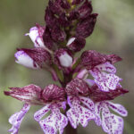 Orchis purpurea: una delle specie individuate di orchidee spontanee in città