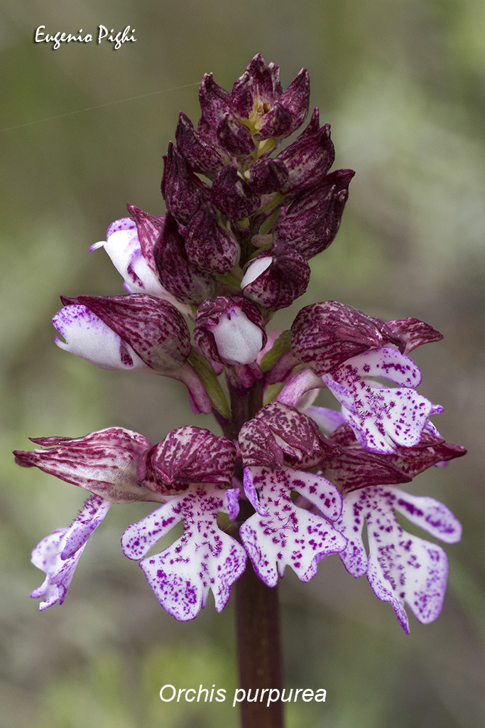 Orchis purpurea: una delle specie individuate di orchidee spontanee in città