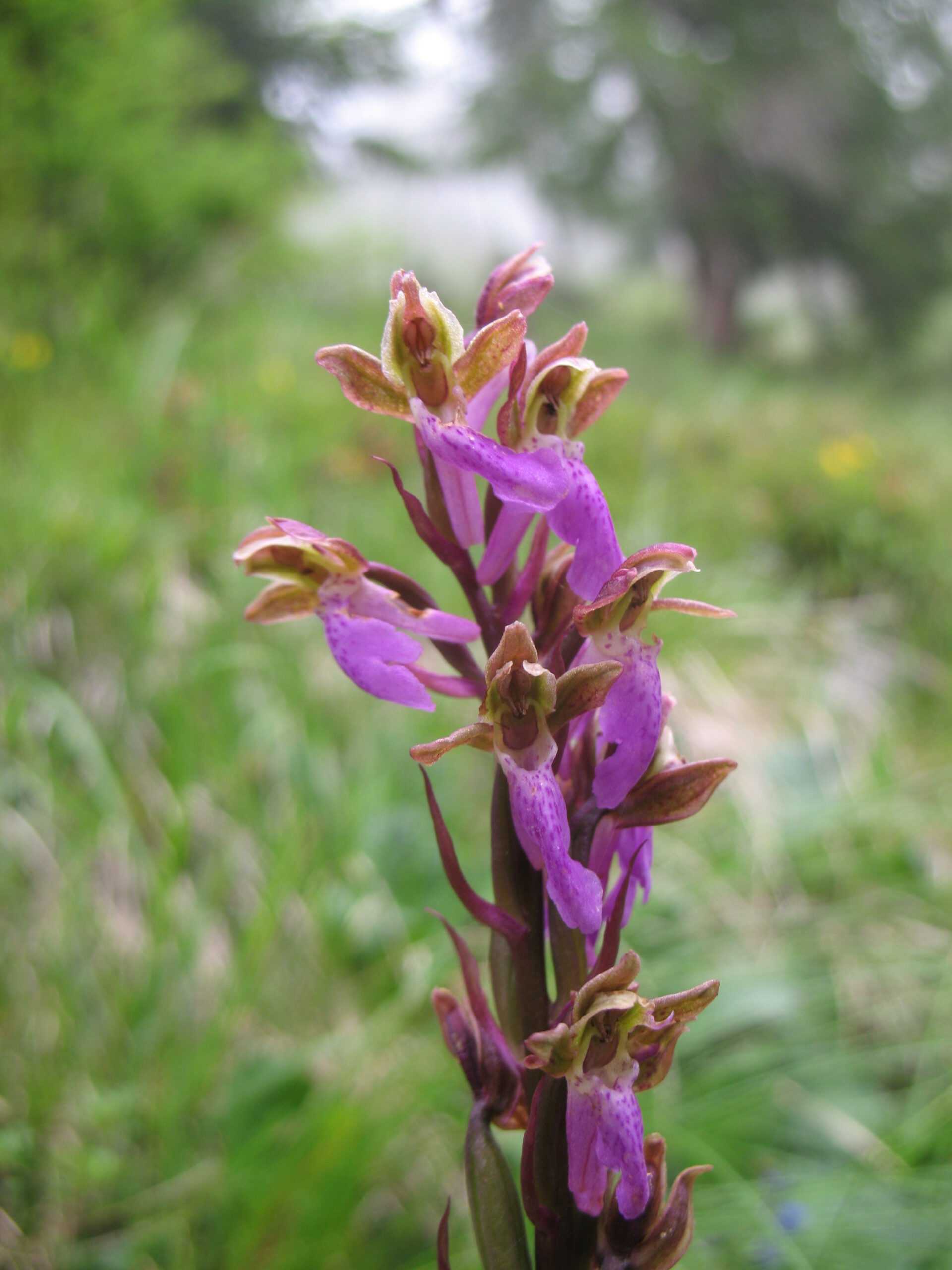 Orchis spitzelii