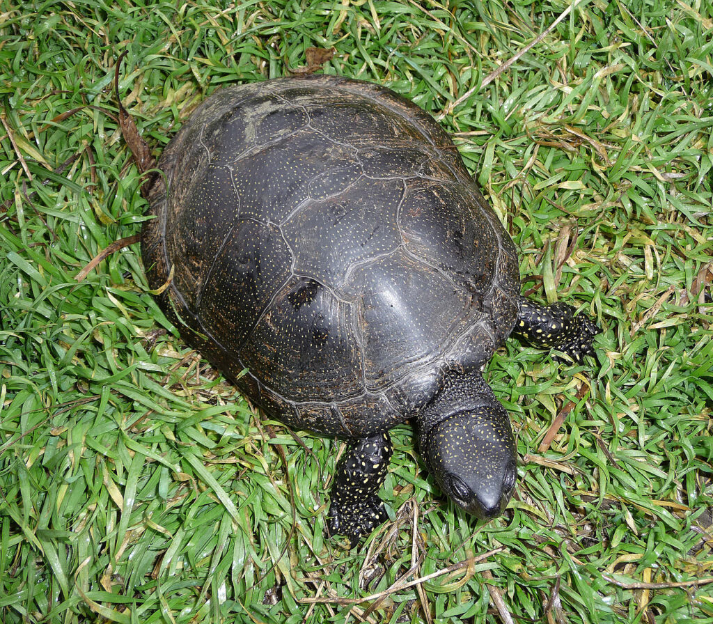 Emys Obicularis, specie protetta all'interno del Progetto LIFE URCA PROEMYS