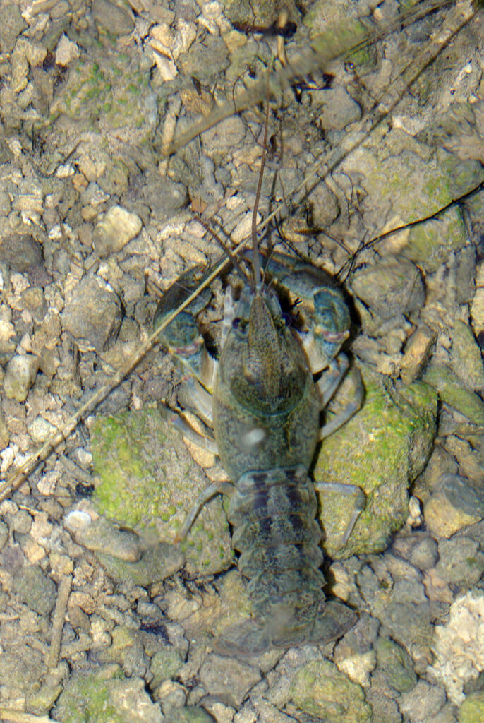 Conferenza stampa sulla peste del gambero di fiume europeo in Val dei Mulini