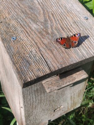 Aglais io