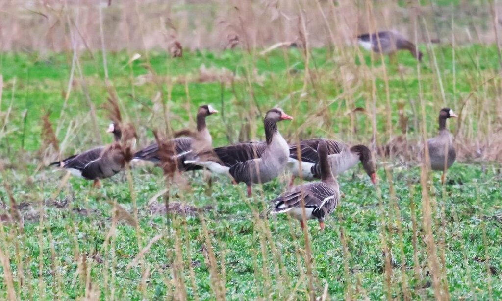 Escursione di Birdwatching a Brussa – Vallevecchia