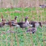 Escursione di Birdwatching a Brussa – Vallevecchia