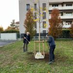 Il tiglio omaggio a Averardo Amadio messo a dimora