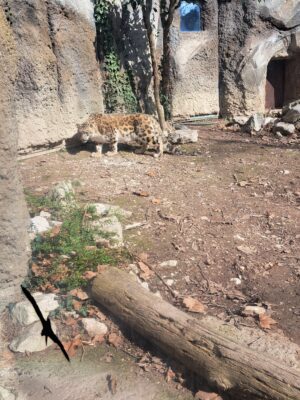 WWF Veronese al Parco Natura Viva - 14