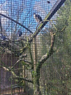 WWF Veronese al Parco Natura Viva - 20