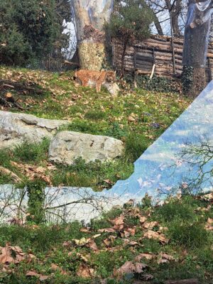 WWF Veronese al Parco Natura Viva - 25