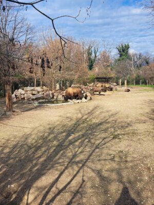 WWF Veronese al Parco Natura Viva - 29