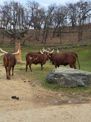 WWF Veronese al Parco Natura Viva - 3