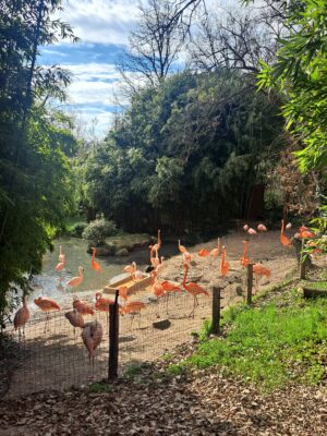 WWF Veronese al Parco Natura Viva - 32