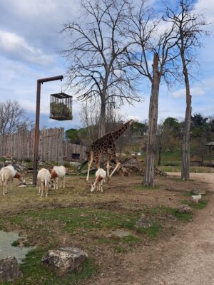 WWF Veronese al Parco Natura Viva - 4