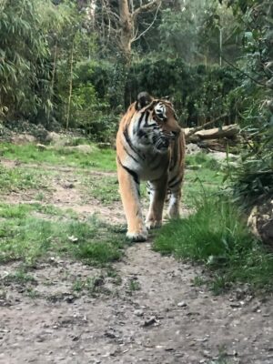 WWF Veronese al Parco Natura Viva - 44