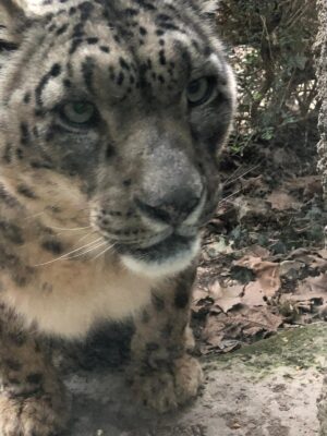 WWF Veronese al Parco Natura Viva - 47
