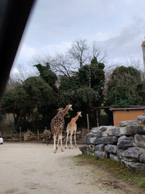 WWF Veronese al Parco Natura Viva - 49