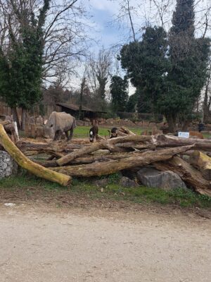 WWF Veronese al Parco Natura Viva - 5