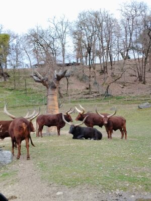 WWF Veronese al Parco Natura Viva - 50