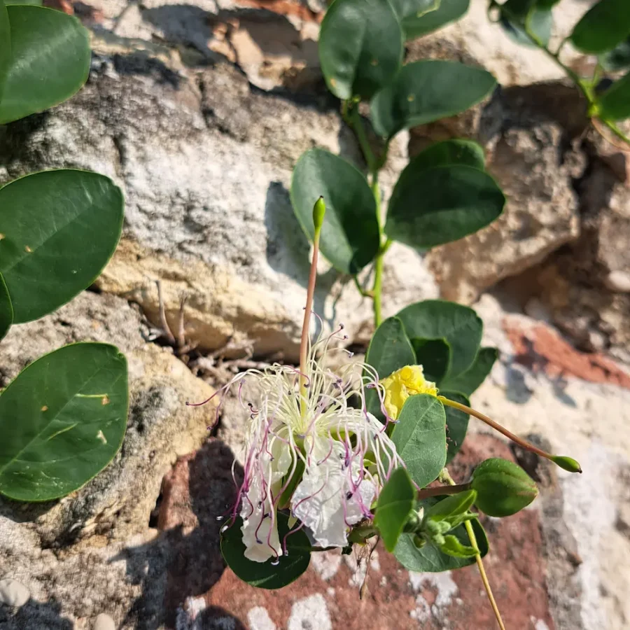 Escursione a Verona per scoprire la biodiversità a km 0 durante Urban Nature 2026