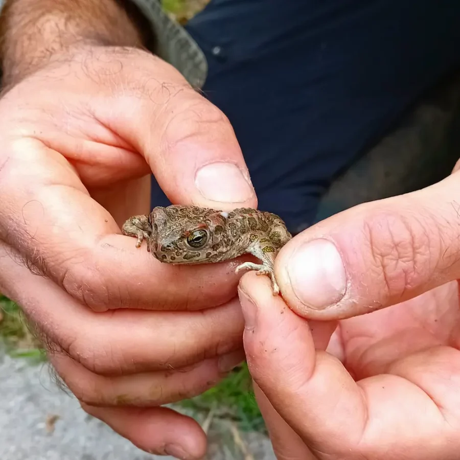 Weekend naturalistico al Busatello 2026