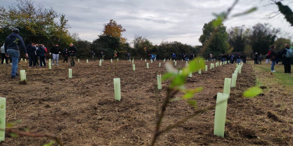 Giornata Mondiale degli Alberi a Povegliano